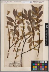 Foto von Salix daphnoides Vill.